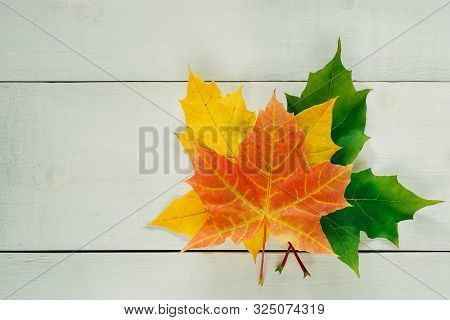 Yellow Golden Leaves In Heap Flat Lay On Light White Wooden Board Table With Copy Space For Text, Ho
