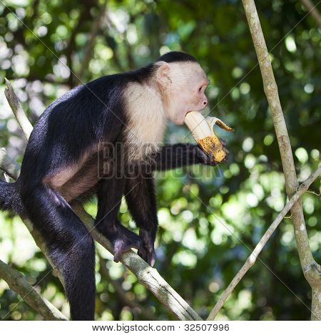 Monkey Biting A Banana