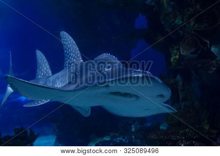 Shark Ray (latin Name Rhina Ancylostoma) In A Dark Water.