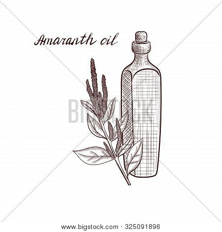 Vector Drawing Amaranth Oil, Bottle Of Vegetable Oil And Amaranth Plant, Hand Drawn Illustration