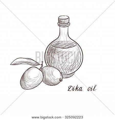 Vector Drawing Dika Oil, Bottle Of Vegetable Oil And Wild Mangoes, Hand Drawn Illustration