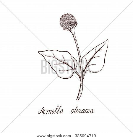 Vector Drawing Acmella Oleracea Plant, Hand Drawn Illustration