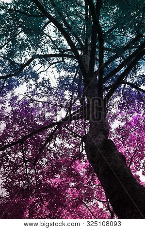 Beams Of The Sun Throung Leabes And Branches On Tree. Creative Background. Vertical. Blue And Violet