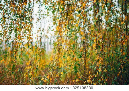 Autumn Leaves Of Birch Tree Close-up. Fall Natural Background Of Yellow Orange Green Foliage. Scenic