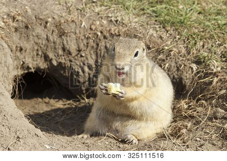 The Gopher Climbed Out Of The Hole On The Lawn, Cute Fluffy Gopher Eating Food