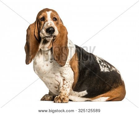 basset hound sitting