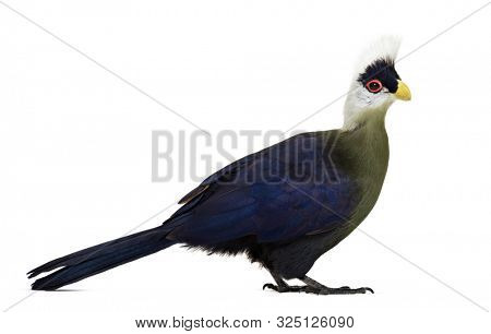 White-crested turaco, Tauraco leucolophus standing against white background
