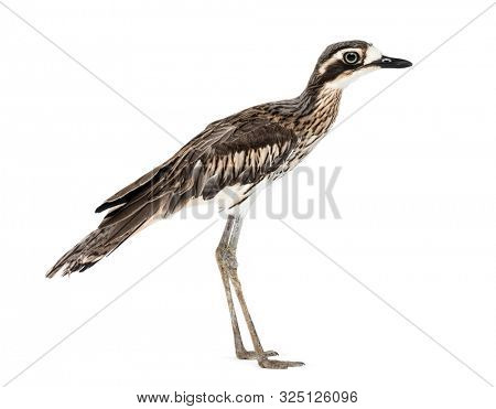 Peruvian thick-knee, Burhinus superciliaris standing against white background