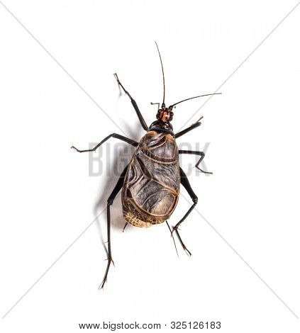 Ethiopian Cricket, Homoeogryllus xanthographus, in front of white background