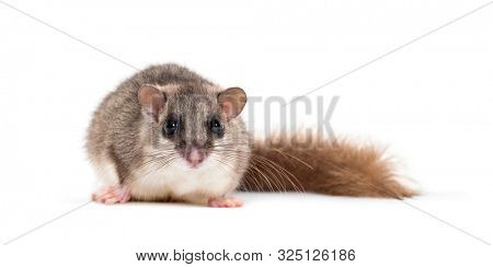 Edible Dormouse or Fat Dormouse, Glis glis, in front of white background