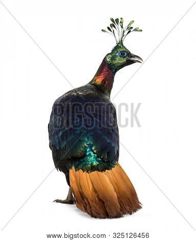 Himalayan monal, Lophophorus impejanus, also known as the Impeyan monal and Impeyan pheasant standing against white background