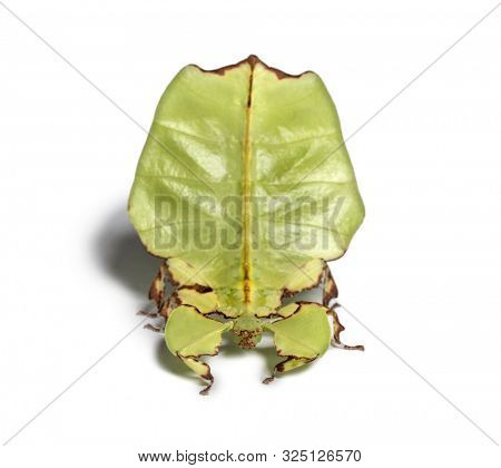 Leaf insect, Phyllium giganteum, in front of white background