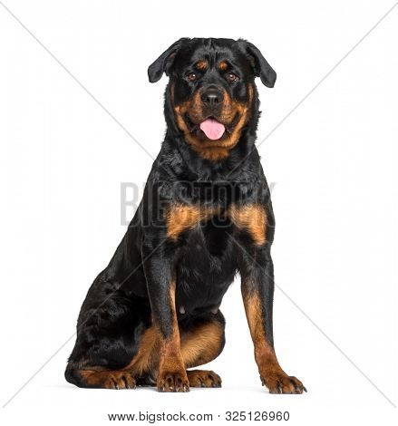 Rottweiler sitting against white background