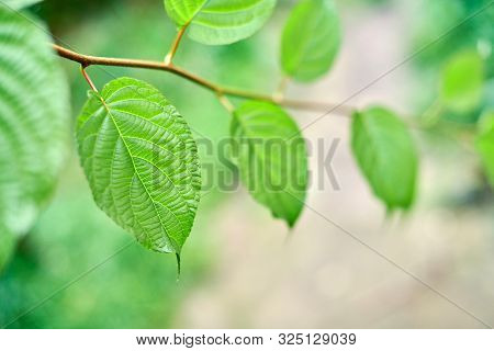 Grape Leaves In Vineyard. Green Vine Leaves At Sunny September Day. Soon Autumn Harvest Of Grapes Fo