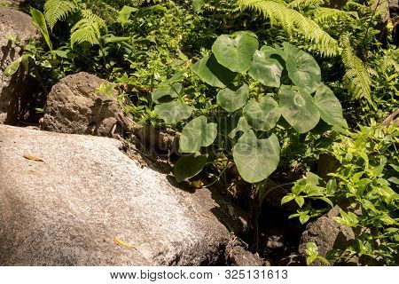 Spring Nature In The Forest, With Its Fresh Green Color And Many Rocks And Stones. Wild Growing Plan
