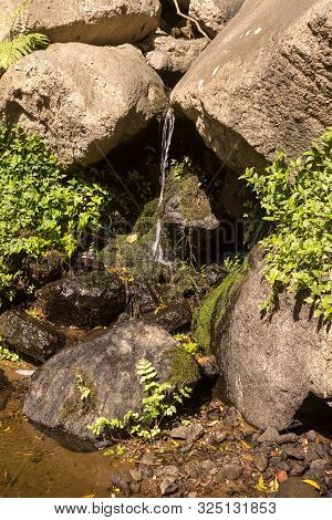 Spring Nature In The Forest, With Its Fresh Green Color And Many Rocks And Stones. Wild Growing Plan