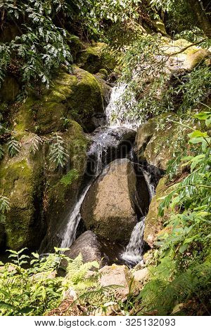 Spring Nature In The Forest, With Its Fresh Green Color And Many Rocks And Stones. Wild Growing Plan