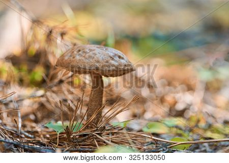 Leccinum Versipelle Mushroom. Orange Birch Bolete In Autumn Forest. Seasonal Collection Of Edible Mu