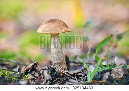 Leccinum Versipelle Mushroom. Orange Birch Bolete In Autumn Forest. Seasonal Collection Of Edible Mu