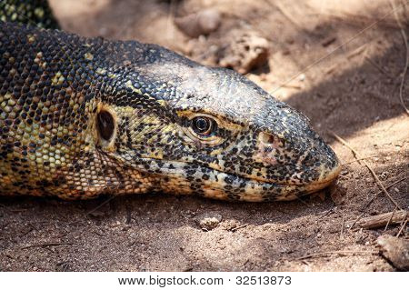Iguana In Zanzibar