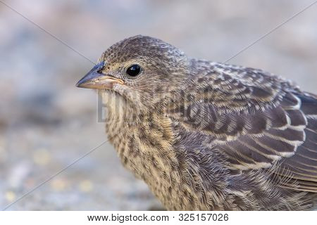 A Female Brown-headed Cowbird (molothrus Ater) Close Up.