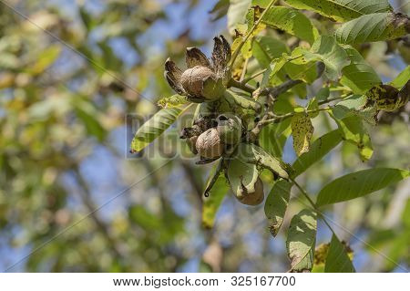 Branch Of Ripe Open Walnuts On Tree In Garden. Growing Walnuts On The Branch Of A Walnut Tree In Fru