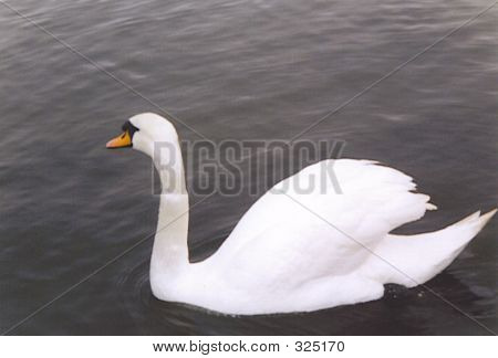 Cisne de natación