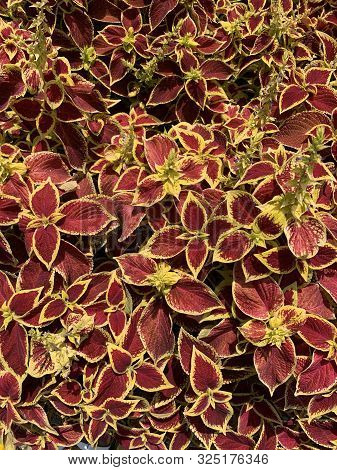 Coleus Blumei Solenostemon Scutellarioides With Flamboyant Colors