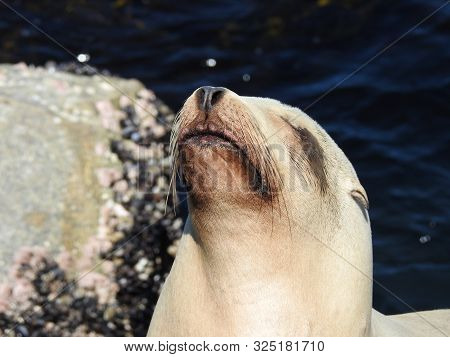 California Sea Lion, Coastal Wildlife, Monterey Bay, California.
