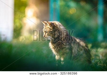 Cat Looks Towards The Sun Summer Photo, Cat Silhouette