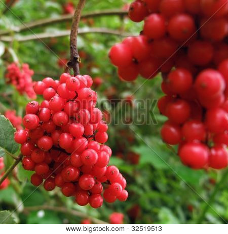 Fruits rouges