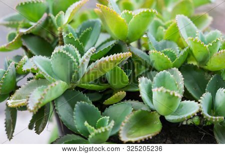 Group Of The Kalanchoe Pinnata Tree. Kalanchoe Pinnata Plant.leaves Background.