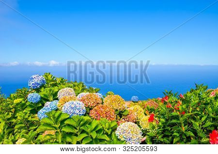 Colorful Hydrangea Flowers Photographed With Blue Ocean Water In Background. Hortensia Flower Typica