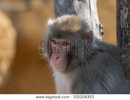 Portrait Of A Japanese Macaque Snow Monkey