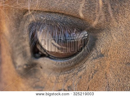 Close Up Of A Big Eye With Brown Horse Eyelashes