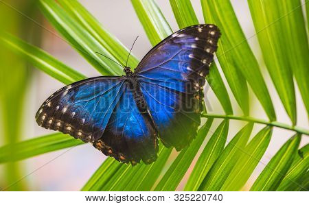 Blue Morpho, Morpho Peleides, Morfa Peleida, Big Butterfly Sitting On Green Leaves