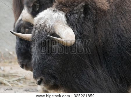 Taro Buffalo Eat Fresh Green Tree Branches