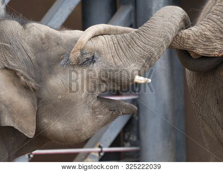A Small Elephant Calf Holds Its Mothers Tail With A Trunk