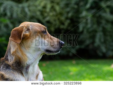 Multicolored dog sitting on green grass with a large bush in the background