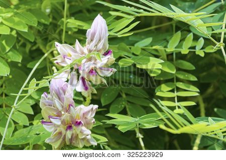 Afgekia Mahidoliae Blossom Pink Flower On Leaf Natural Background At Thailand. Botanical Afgekia Mah