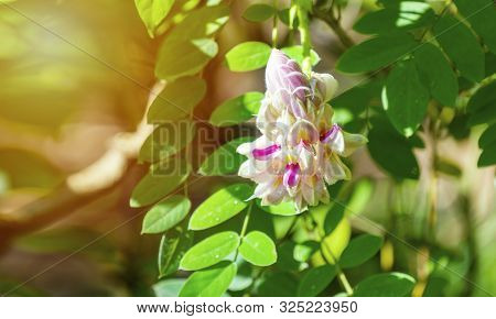 Afgekia Mahidoliae Blossom Pink Flower On Leaf Natural Background At Thailand. Botanical Afgekia Mah