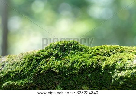 Bryophyta, Close Up Macro Freshness Green Moss Covered On Wood In The Morning With Bokeh Background.