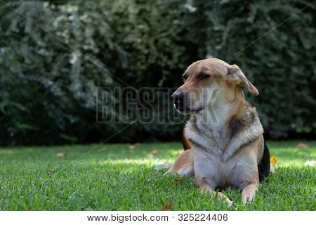 Multicolored Dog Lying On Green Grass With A Large Bush In The Background