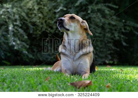 Multicolored Dog Lying In The Grass With A Large Bush In The Background