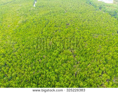 Aerial Vire Green Tropicl Mangrove Forest