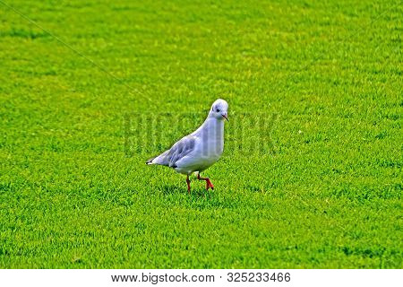 White Seagull Walking On Fresh Gren Grass, Ecological Environment Diversity