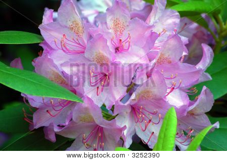 Rhododendron