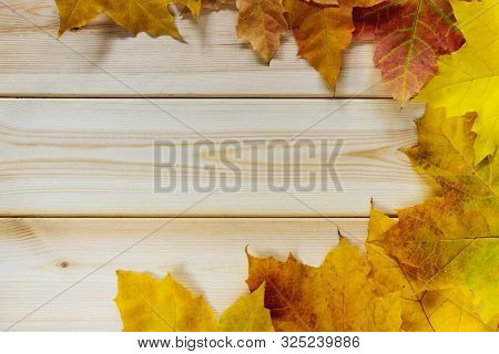 Yellow Golden Leaves In Frame Pattern Flat Lay On Natural White Wooden Board Table With Copy Space F