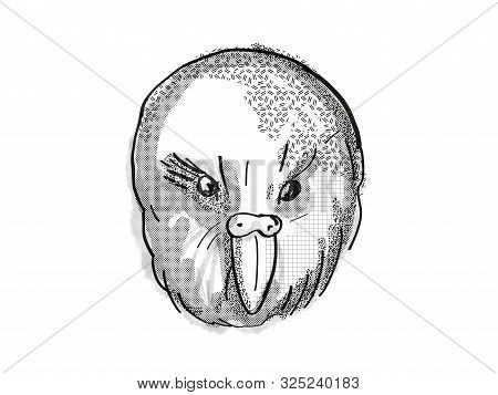 Retro Cartoon Style Drawing Of A Kakapo  , A New Zealand Bird On Isolated White Background Done In B