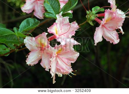 rododendron